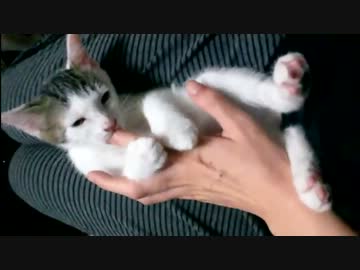 子猫が指しゃぶりして離れない・・・