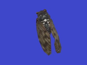 セミ兄貴BB＋使用例