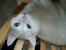 猫の気持ちをしゃべらせてみた 白猫ジュピター What Cats Are Really Thinking