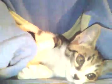 にゃんこ拾ったので飼うことにしました。成長日記9