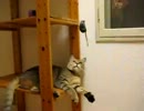 うちの猫がわちゃわちゃするよ！～ちょっとだけ帰ってきたひめ動画４～