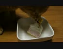 すずの2歳の誕生日を猫用ケーキでお祝いしました