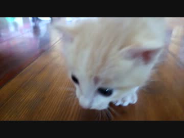 4匹の子猫達 生後20日目 歩行訓練中