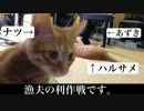 【子猫】ナツ日記【ぬこぬこ動画】