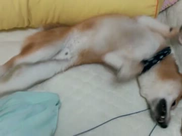 人のベッドの上ではしゃぎまくる柴犬