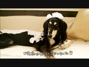ツインテールな犬にメイドコスプレさせてみました