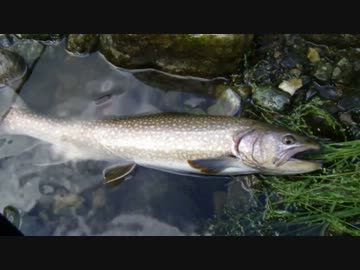 巨大イワナ58㎝！