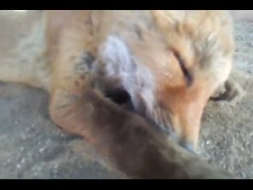 子ギツネ引いた？③