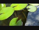 【睡蓮水槽のメダカ】＋【カナヘビ接写】