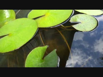 【睡蓮水槽のメダカ】＋【カナヘビ接写】