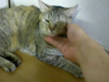 拾いねこ＠生後355/322　あと10日で1年、5日で12ヶ月。