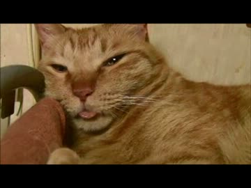 ちゃとらとはちわれ　２０１３夏が来た