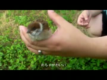 【特訓中のすずめ】手乗りすずめ【ちゅんちゅん動画】簡易版