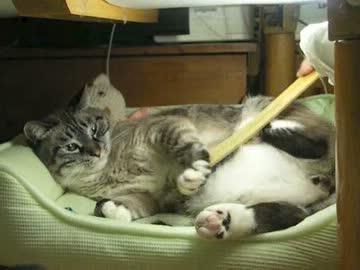 元野良猫ジャンくんの大のお気に入り！　軌跡のブラシは200円以下