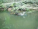 カルガモ親子の必殺かわいい攻撃