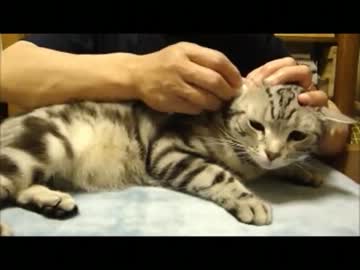 猫の耳かきまとめ