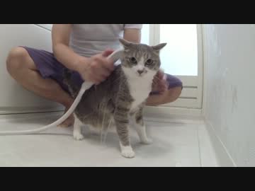 【モアクリ】 猫っ風呂