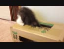 【メイ】ｖｏｌ.7　欲しい物は必ず手に入れる？