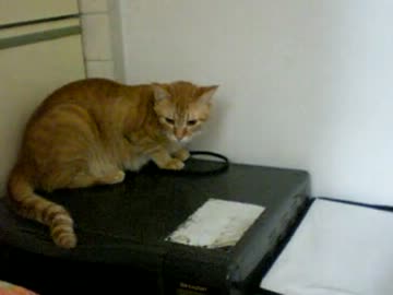 拾いねこ＠生後356/323　もうすぐ人間換算20だけど、まだ幼い顔立ちのアコ