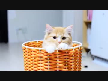 【マンチカン３兄妹】子猫は籠が大好き♪