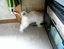 エ～！突っ込みすぎでしょう！　Oh! Breeding too!.mp4