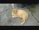 猫がネムイだけ