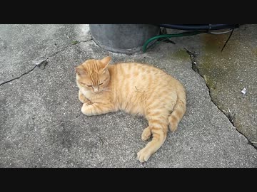 猫がネムイだけ