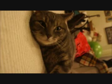 ツンギレのうちの猫の猫パンチの破壊力がすごい