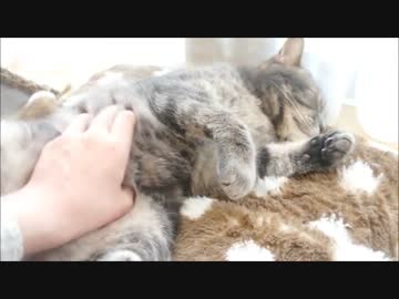 ツンギレのうちの猫のお腹をモフモフしてる気分になれる動画