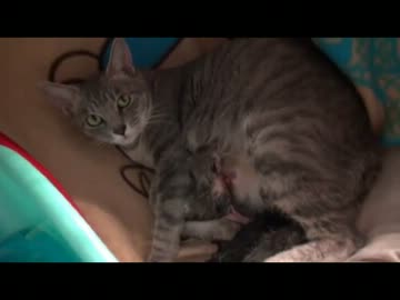 美人(猫)ニートさんの悲しみを乗り越えた感動の出産。私は泣きました。