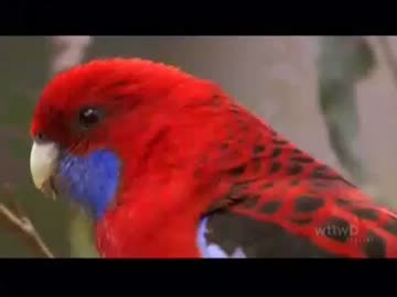 オーストラリアの野生のインコ オウム特集 1 of 2