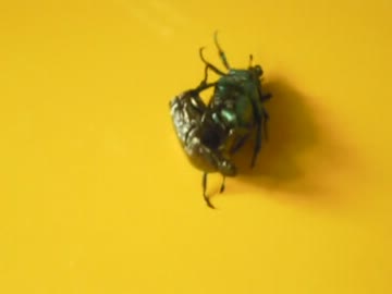 本格的ガチムチハナムグリレスリング