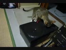 【ぬこ】PCMな猫にうちの猫は反応するか