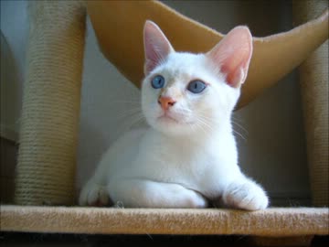 家に子猫がやって来た100～小さい頃の茶々とチロル編～