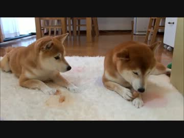 豚のひづめとひかりといちご