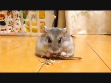 煮干を食べ散らかす