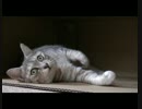 自分から動こうとしないマリアンネちゃん.mpcat