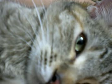 拾いねこ＠生後357/324　夏だなぁ。雨降らんなぁ。梅雨明けかなぁ。