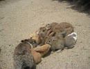 大久野島で暮らす、うさたん達