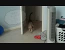 面白 猫動画 情報のうまい扱い方