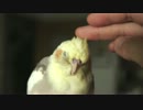 ねんがんのオカメインコが来てから半年が経った