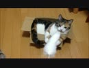 【マンチカンの成猫】お遊び、箱。