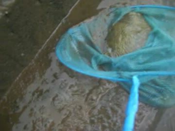 スッポンガサガサ