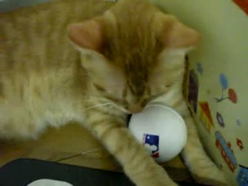 拾いねこ＠生後358/325　明日は区役所へ