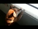うちのワンコがせんべいをむさぼるよ