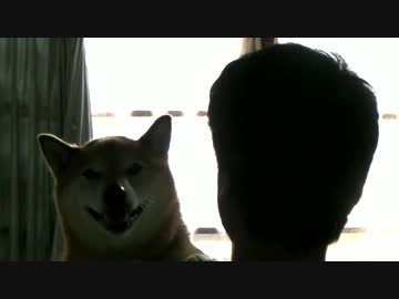 柴犬ジローとまったり