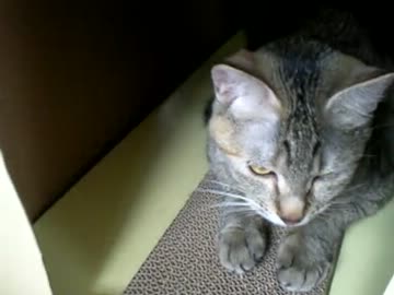 拾いねこ＠生後359/326日目　部屋が綺麗になりましたよ！