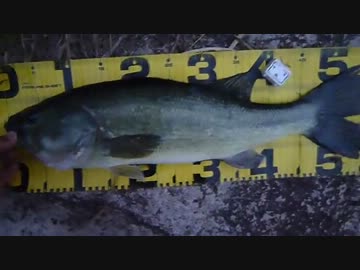 【ニコニコバス釣りダービー】　新記録更新！！