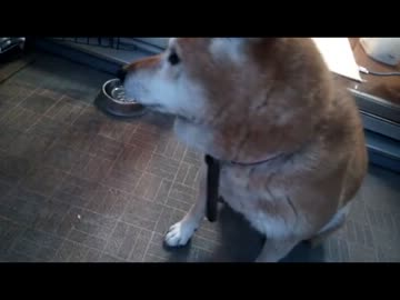 うちのワンコにきゅうりをあげてみるよ