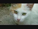 猫の顔を正面から見続ける動画